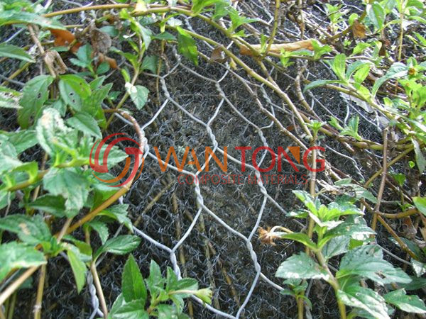 Construction of three-dimensional vegetation network